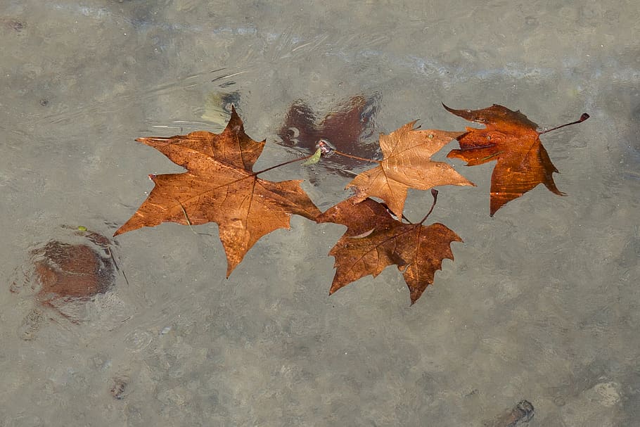 water, leaves, autumn, nature, pond, leaf, plant part, change, maple leaf, orange color