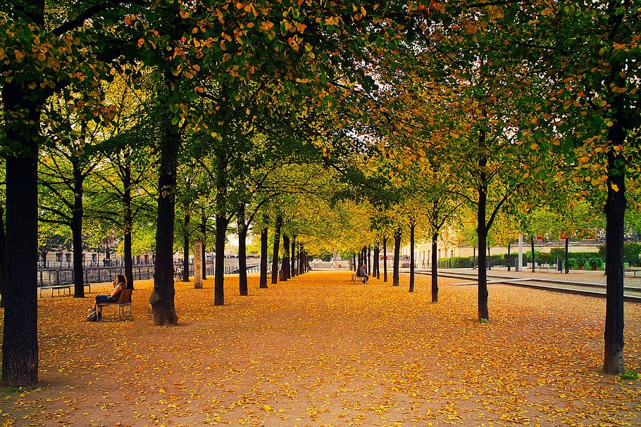 kota, taman, musim gugur, daun, pohon, baris, bangku, parkbench, duduk, orang-orang