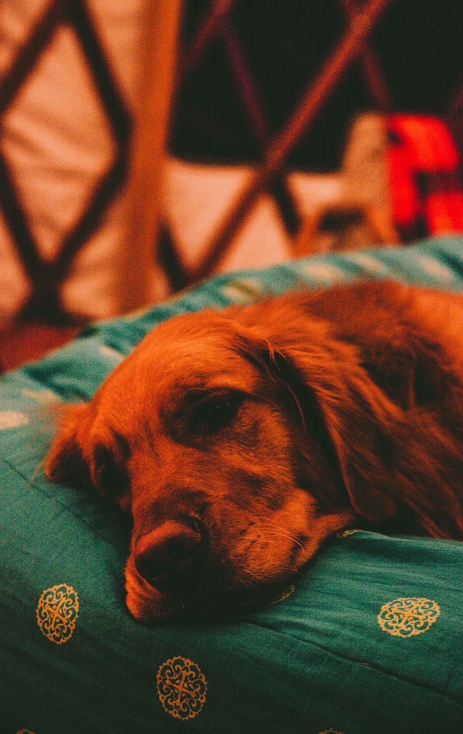 cão, adormecido, cama, feliz, cansado, animal de estimação, vermelho, janela, doméstico, animais de estimação