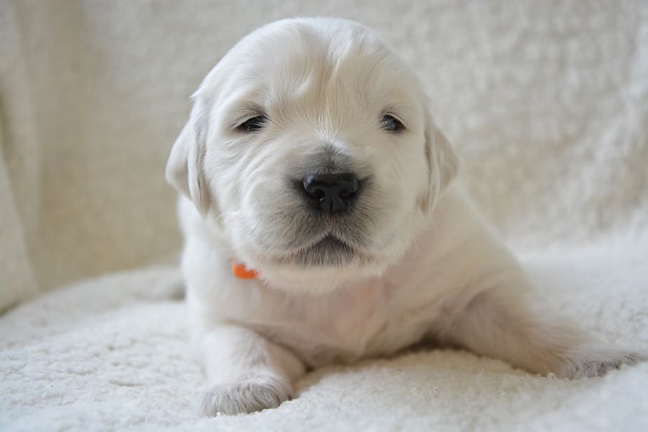 щенок золотистого ретривера, щенок, трехнедельный щенок, щенок спящий, милый, животное, собачий, щенок оранжевый, сука, собака