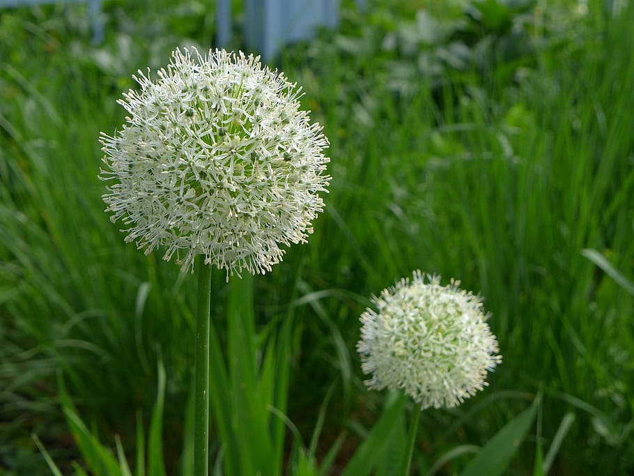 white, allium flowers, bloom, garden., allium, allium plant, allium giganteum, ornamental onion, leek, allium scorodoprasum