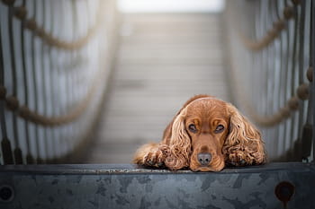 Royalty Free Cocker Spaniel Photos Free Download Pxfuel