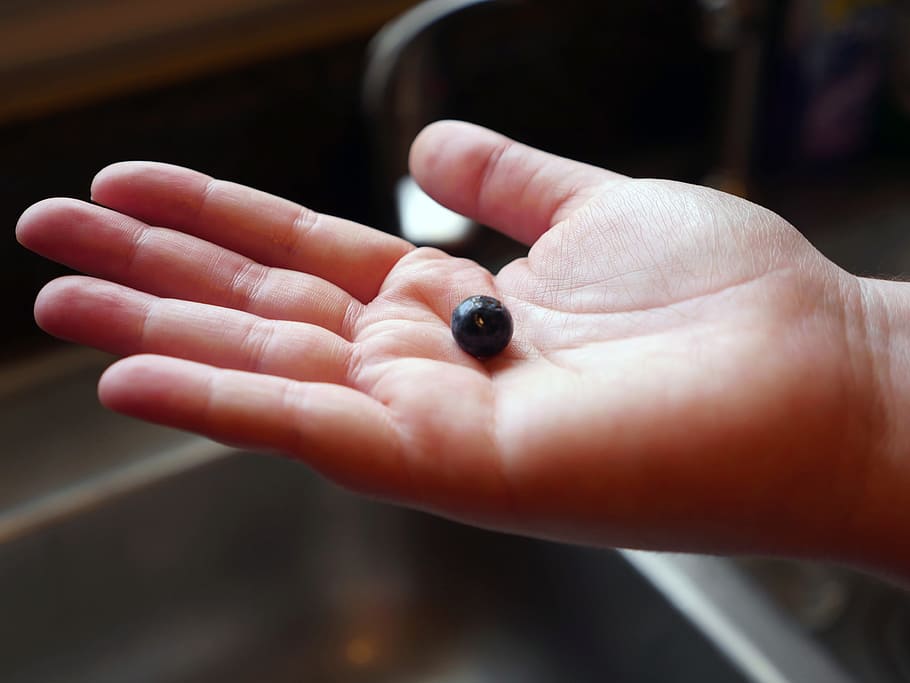 persons hand, holding, single, blueberry, sink, washed, snack, food, healthy, organic