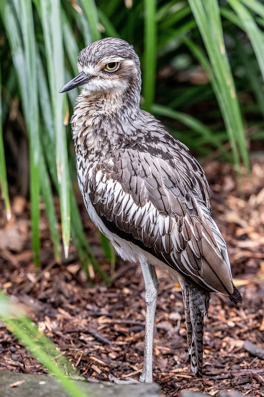 curlew, turkey bush, burung, turkey, margasatwa, scrub, alam, queensland, australia, brush-turkey