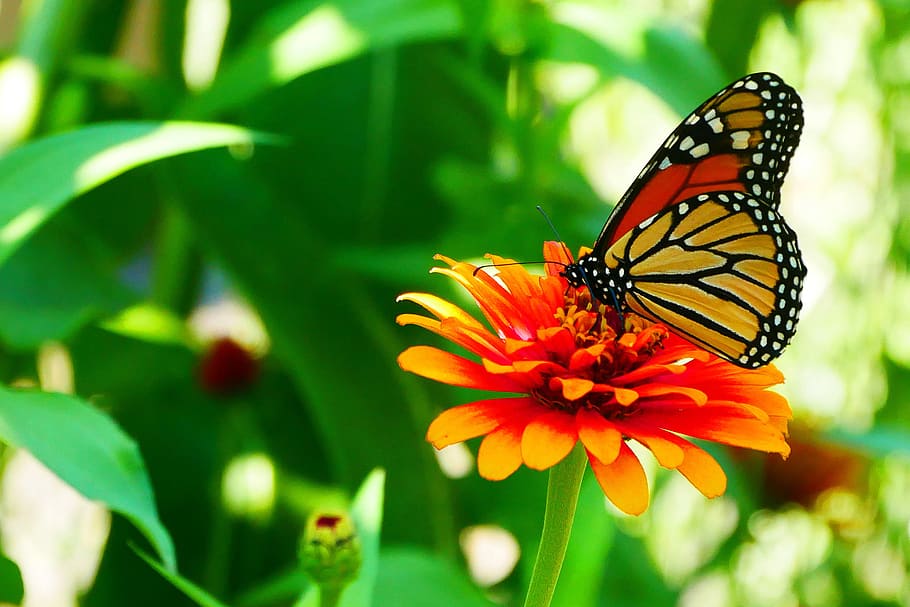 foto, mariposa monacrh, descansando, flor zinnia, flor., fotos de mariposas monarca, imágenes de mariposa monarca, mariposa naranja, imágenes de mariposas, fotos de mariposas