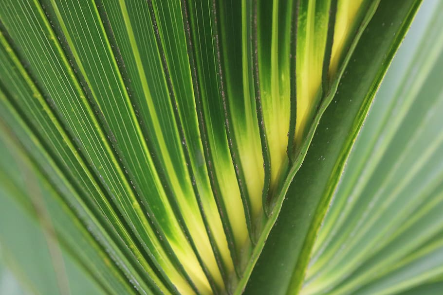 palm leaf, green, yellow, lines, diagonal, pattern, fan, nature, texture, repeat