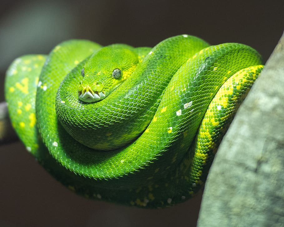 python, green tree python, snake, reptile, nature, wild, reptiles, australia, animal wildlife, one animal