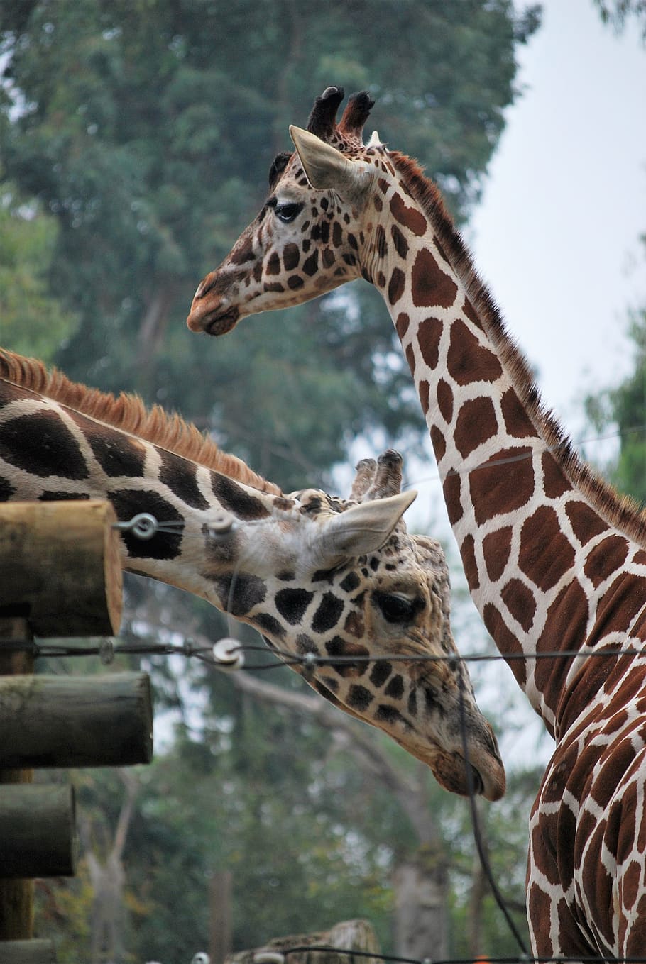 giraffes, zoo, white face giraffe, animal wildlife, animal, animal themes, giraffe, animals in the wild, mammal, vertebrate