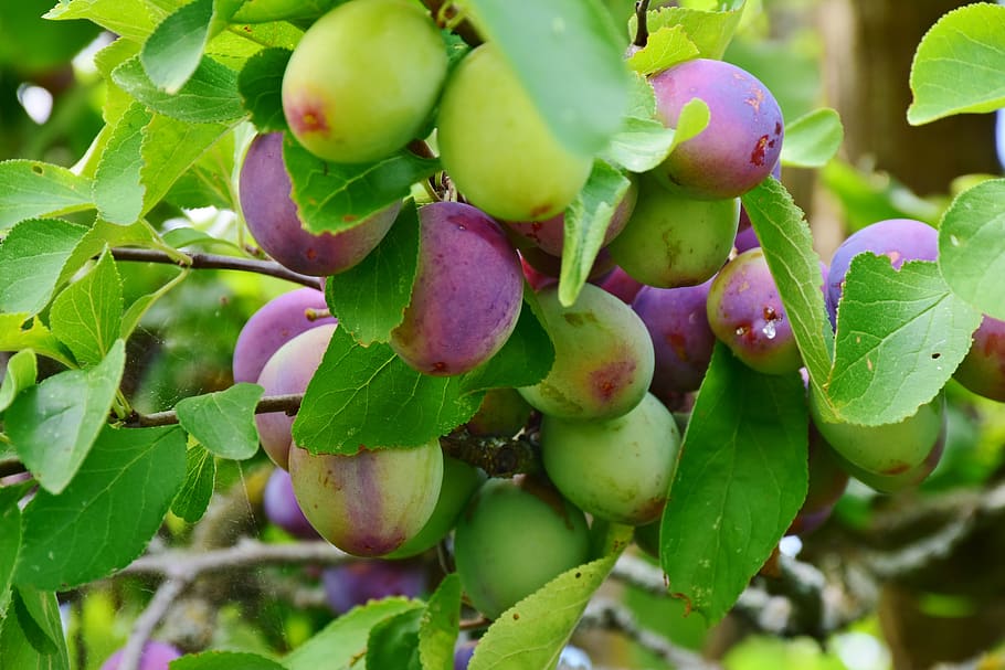 plums, immature, fruit, fruits, violet, branch, fresh, eat, sweet, delicious