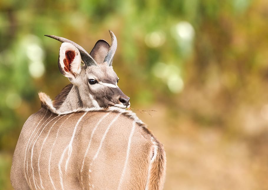 young kudu, male, deer, animal, wildlife, mammal, nature, wild, brown, antelope