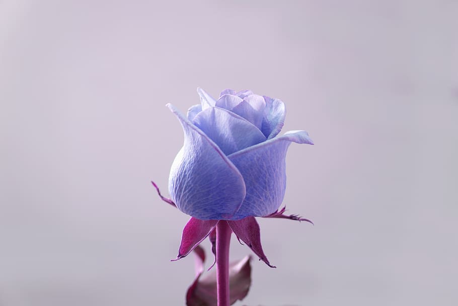 mawar, emosi, cinta, biru ungu, wallpaper mawar, tanaman berbunga, bunga, tanaman, kerentanan, kerapuhan