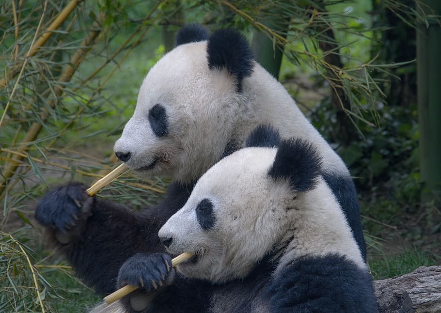 panda, keluarga, imut, bambu, potret, pasangan, hewan, tema hewan, panda - hewan, margasatwa