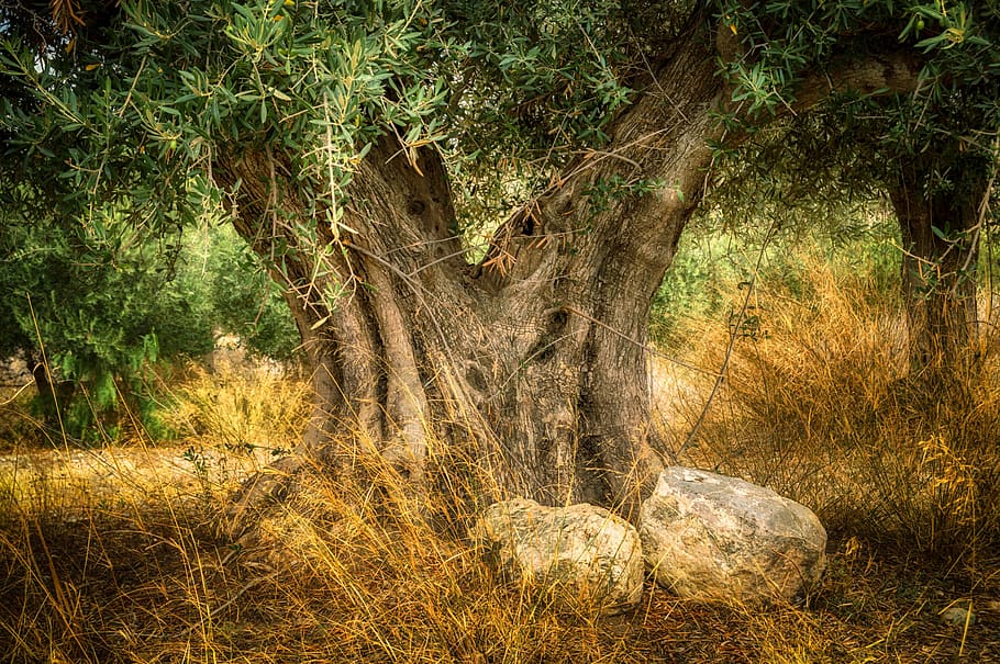 oliveira, oliveira velha, tronco, idade, plantar, árvore, terra, floresta, crescimento, natureza