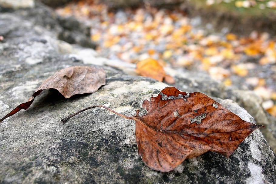 dry leaf, staccato, autumn, the stones, october, rock, beach, hdr, haze, morning