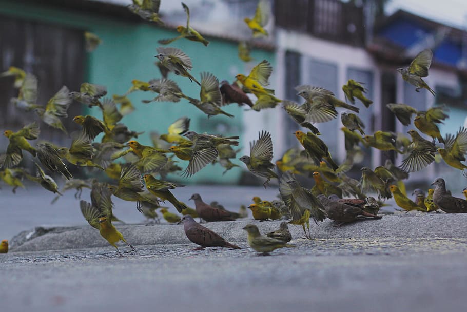 bird, beak, feather, animal, fly, road, plant, growth, selective focus, nature