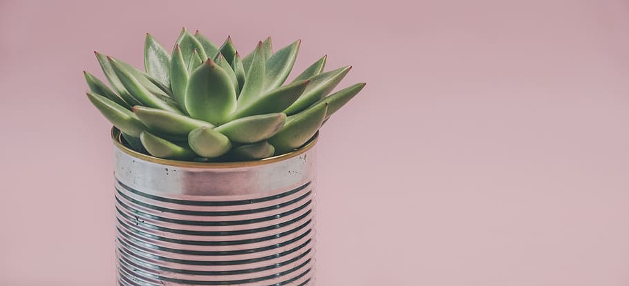 pink, house, plant, cactus, green, can, pot, leaves, minimal, househld