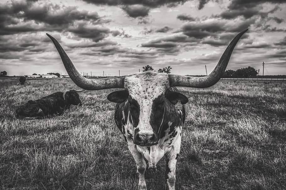 texas, longhorn, steer, bull, sky, clouds, landscape, cattle, animals, mood