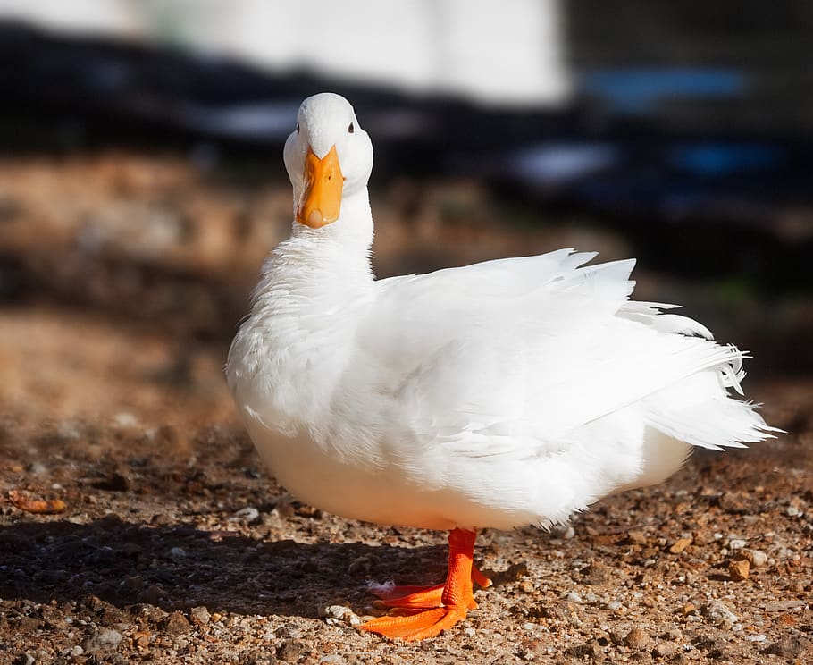 pekin duck, long island duck, portrait, bird, goose, duck, white, animal, nature, beak