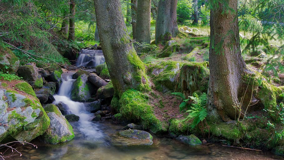 Торрент, Холостяк, Водоток, Природа, Пейзаж, Горный Ручей, Лес.