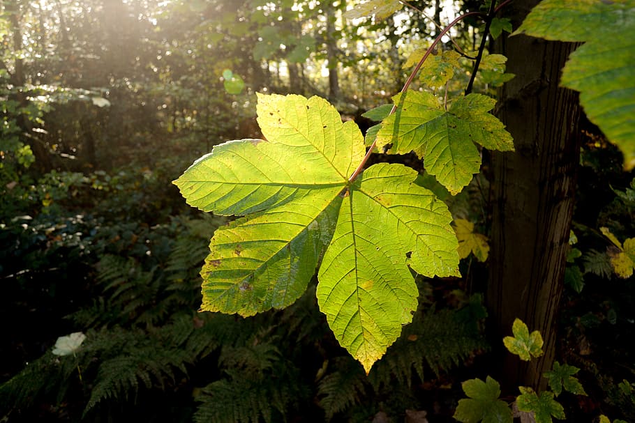 Закрытые листьями. Закрытая листва. Big leaves.