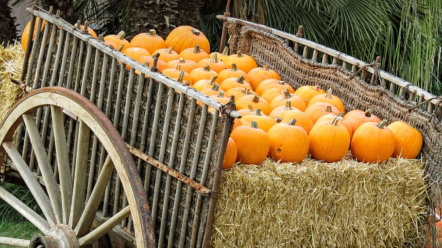 cart, pumpkins, fruit, colorful, autumn, harvest, vegetables, food, pumpkin, food and drink