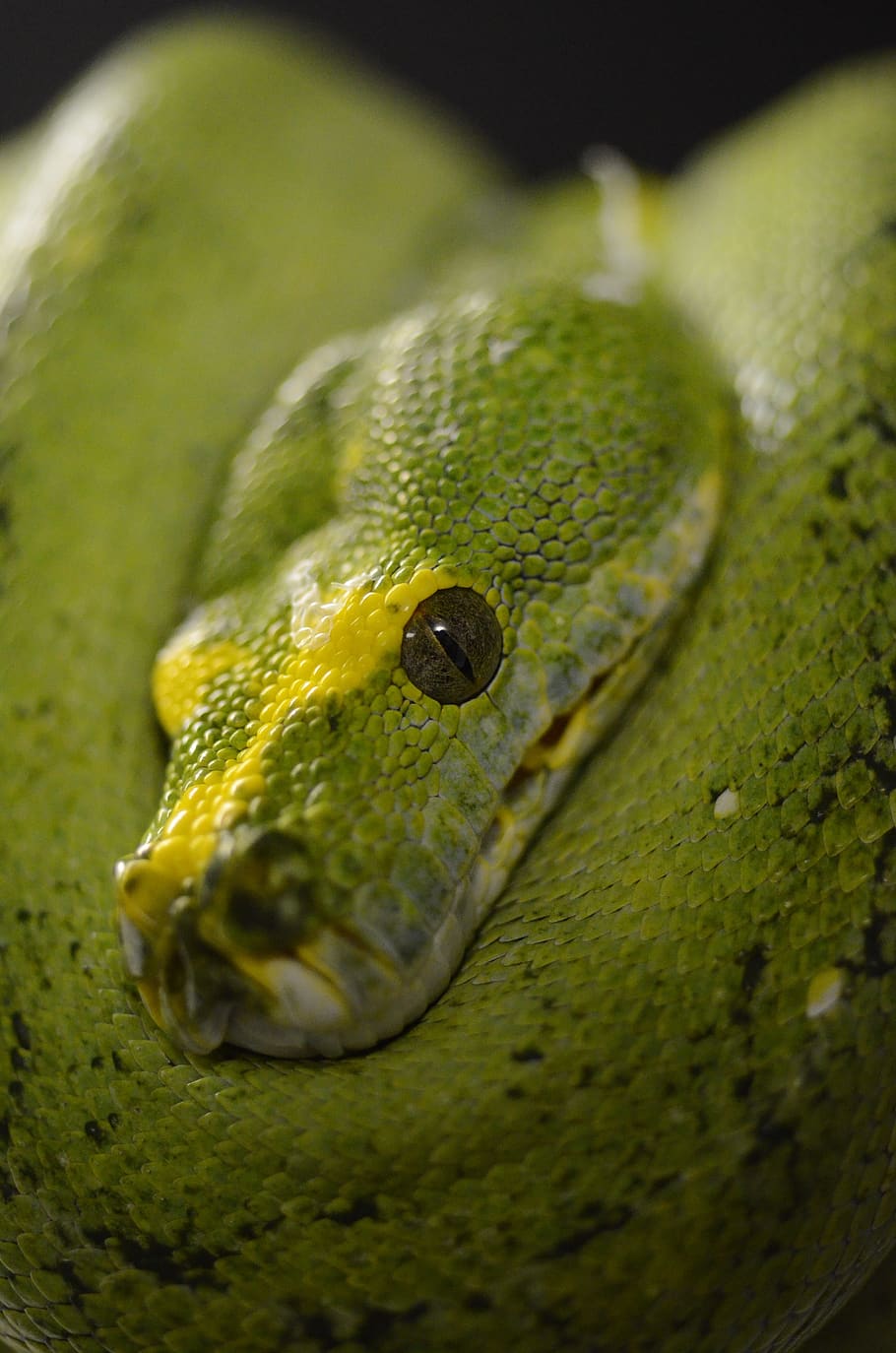 ular, reptil, python pohon hijau, hijau, python, hewan, satu hewan, warna hijau, close-up, bertulang belakang