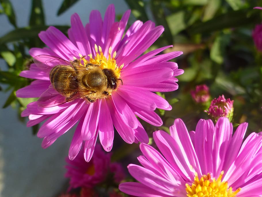 herbstaster, pink, garden, close up, bee, flowering plant, flower, petal, invertebrate, insect