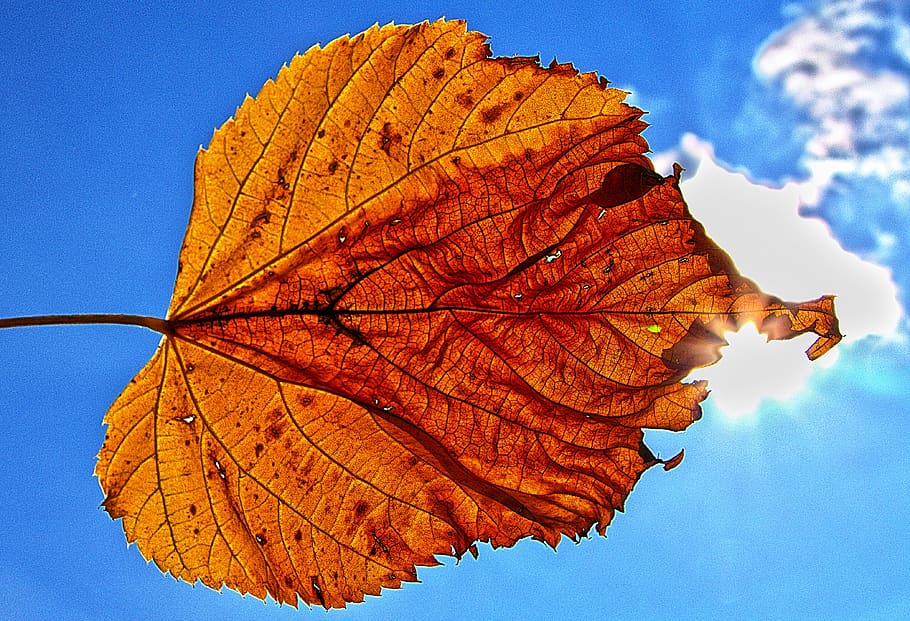 leaf, backlighting, sun, illuminated, sky, dry, autumn, leaf coloring, autumn leaf, sunlight