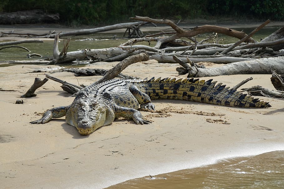saltwater crocodile, estuarine, animal, carnivorous, reptile, carnivore, crocodile, predator, dangerous, wildlife