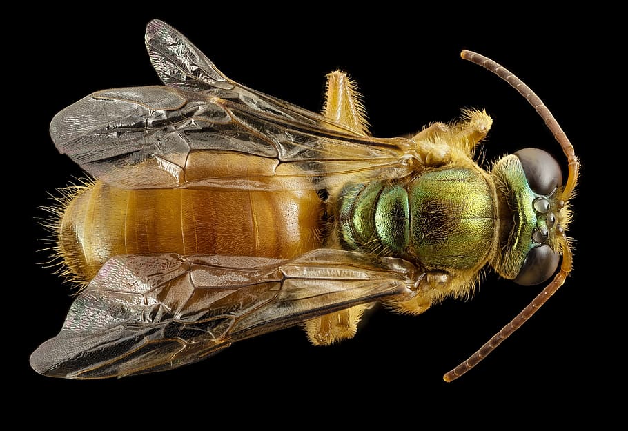 lebah, keringat, makro, serangga, merapatkan, margasatwa, alam, kutu, pemandangan atas, sayap