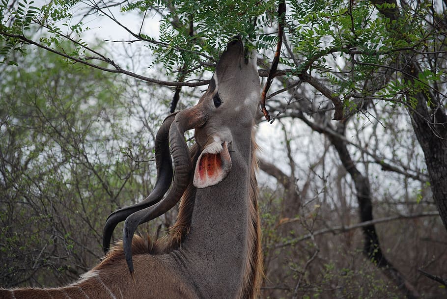 kudu, tree, africa, south africa, kruger, eating, antelope, horns, safari, nature