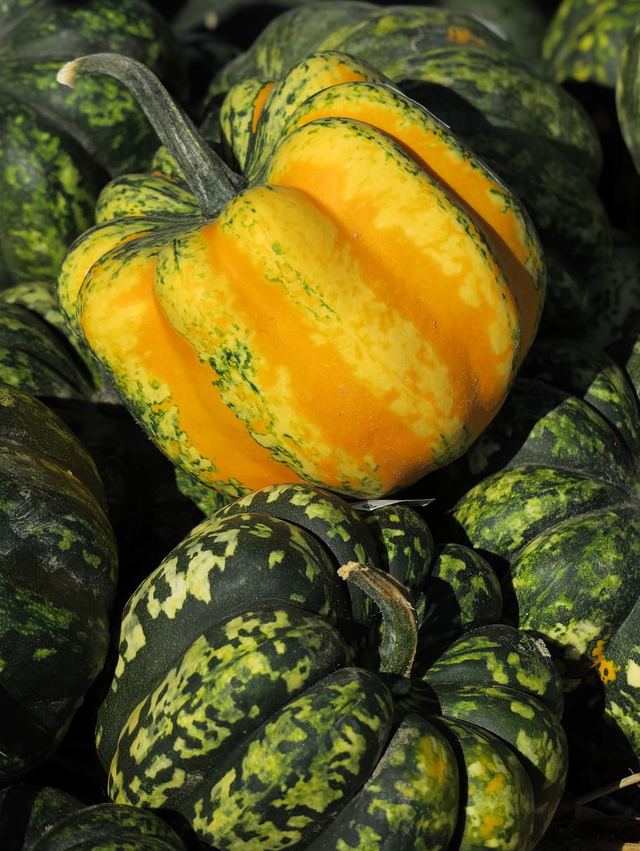 pumpkin, yellow, green, autumn, autumn motives, decorative squashes, colorful, autumn vegetables, halloween, pumpkins