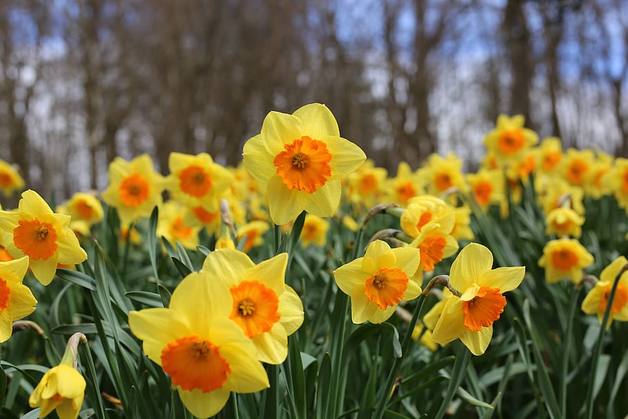 daffodils, flowers, daffodil, yellow, nature, bloom, spring, orange, petals, beauty