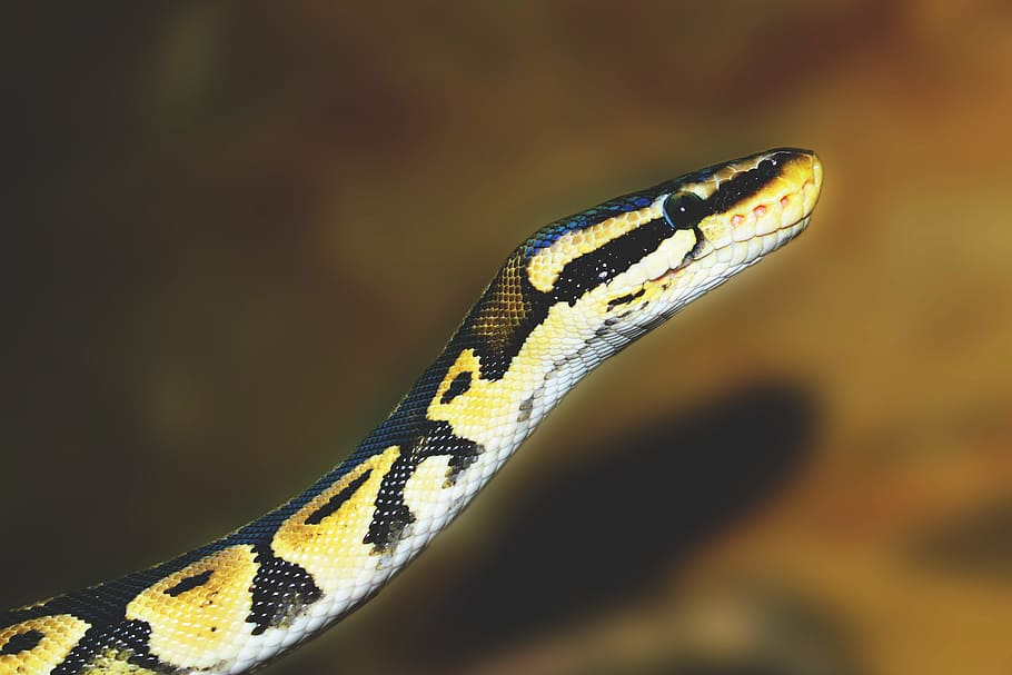 python snake, animalsNature, animal, animal themes, one animal, animal wildlife, reptile, animals in the wild, snake, close-up