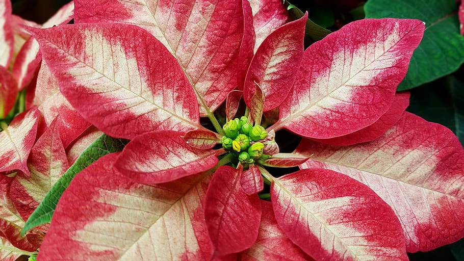 christmas, poinsettia, deco, jewellery, plant, beauty in nature, close-up, growth, fragility, vulnerability
