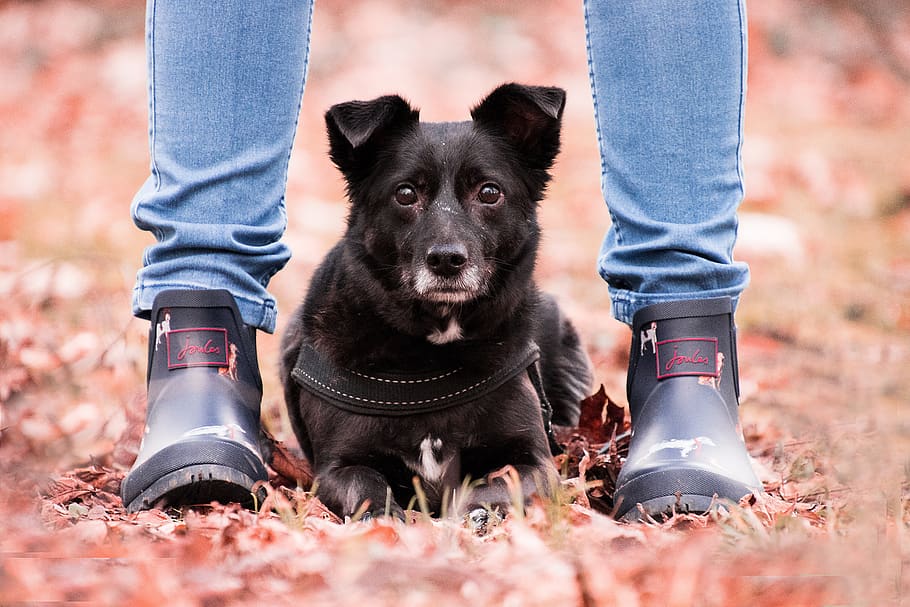 autumn, dog, animal, hybrid, legs, feet, shoes, woman, human, rubber boots