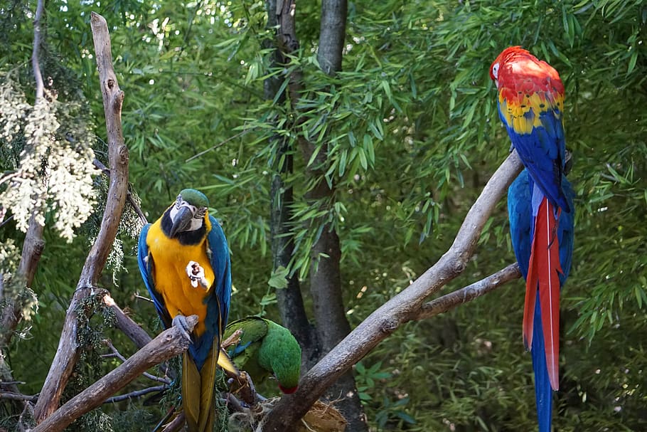 papagaios, periquitos, aves, papagaio, animais, plumagem, caneta, jardim zoológico, amarelo, colorido