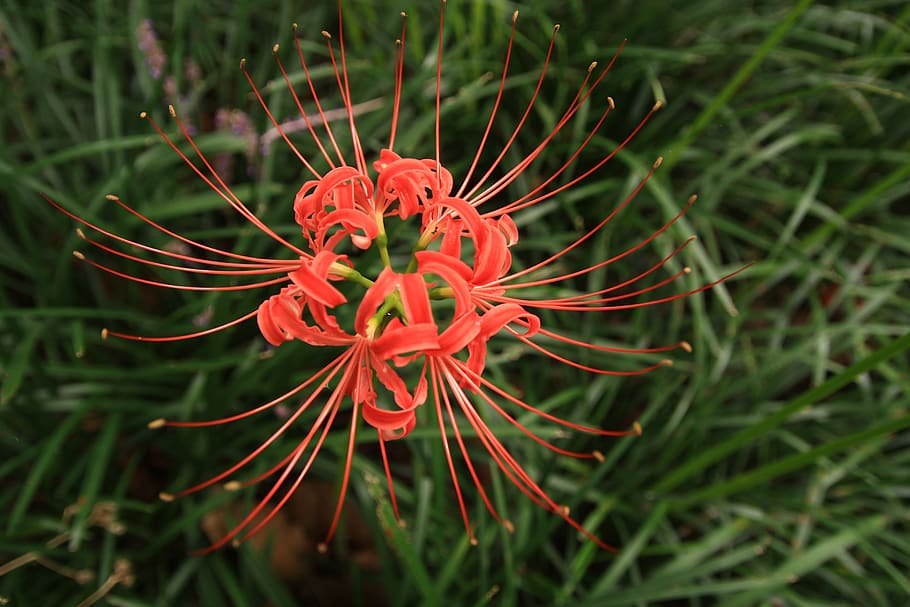 xishan, flowers, lycoris squamigera, flowers for, red, plant, flowering plant, growth, flower, vulnerability