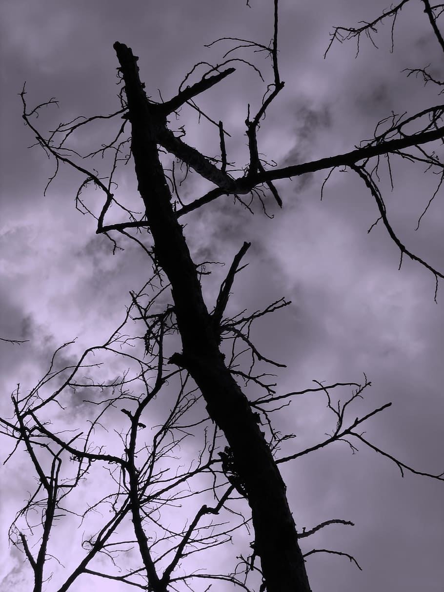 --, gloomy, dark, sky, background, tree, dead, lifeless, dry, broken