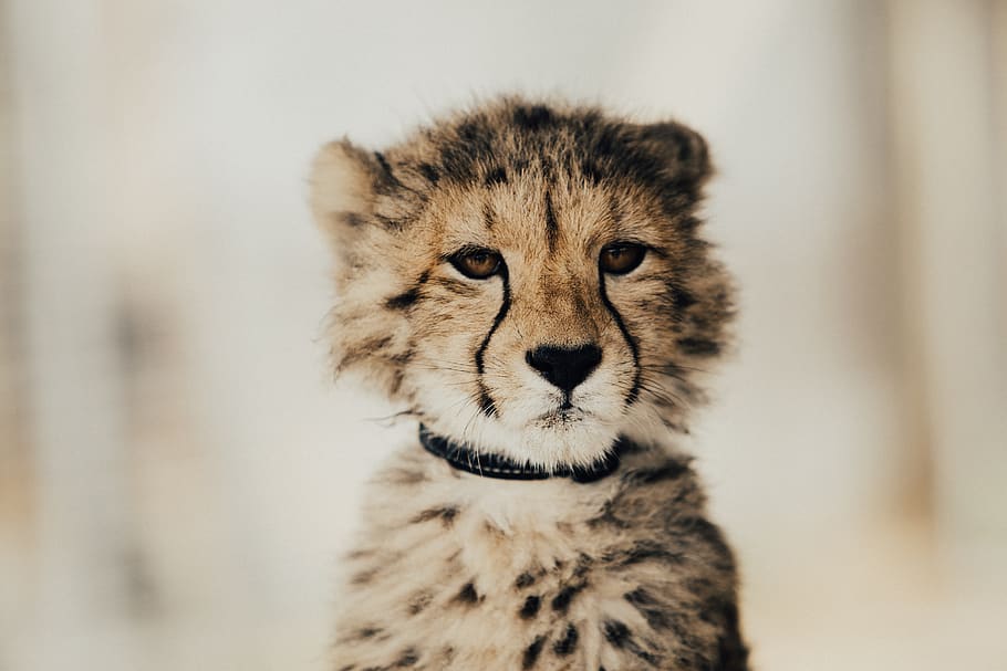 bebé, leopardo, guepardo, Temas de animales, mamífero, animal, un animal, gato grande, fauna animal, felino