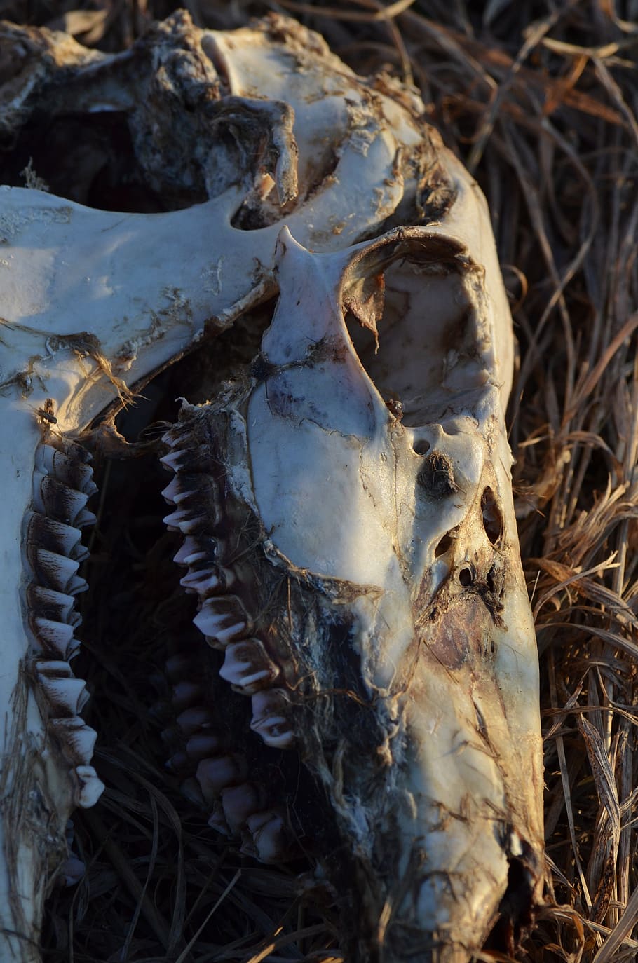 skull, skeleton, bone, deer, dead, teeth, animal, close-up, field, animal bone