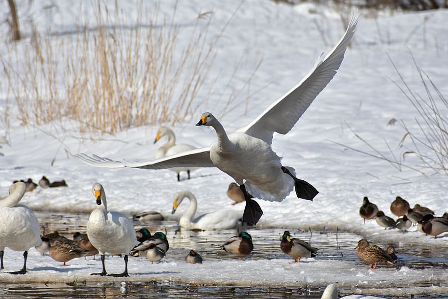 lago, beira do rio, pássaro, aves selvagens, aves aquáticas, campos, cisne, penas, asas, voo