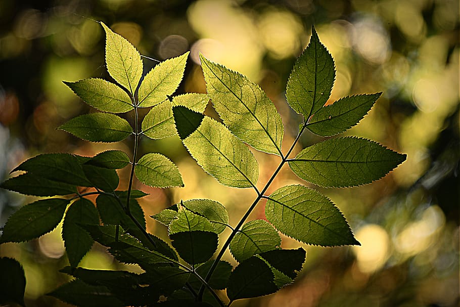leaf, foliage, forest, pattern, vein, twig, stem, shape, colorful, summer
