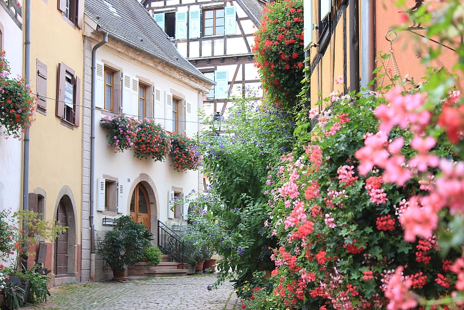 frança, alsácia, eguisheim, vila, velho, flores, construção de património, vila de vinho, historicamente, plantar