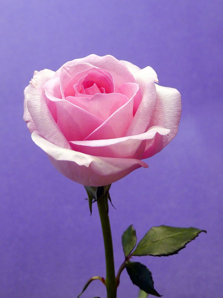 фиолетовый, фон, розовый, роза, цветение, картинки цветов, картинки роз, фотографии роз, изображения роз, изображения розовых роз
