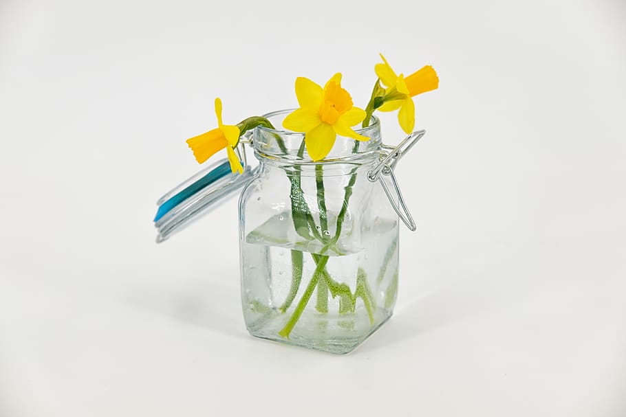 daffodil, osterglocken, amaryllidoideae, amaryllidaceae, narcissus, vas, kaca, jar, musim semi, foto studio
