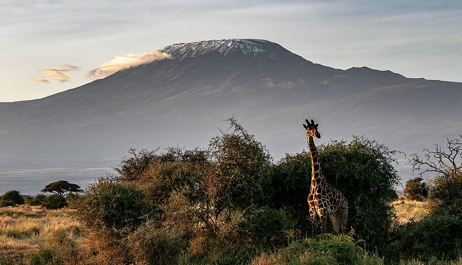 africa, kenya, safari, animal world, wilderness, nature, national park, landscape, kilimanjaro, savannah