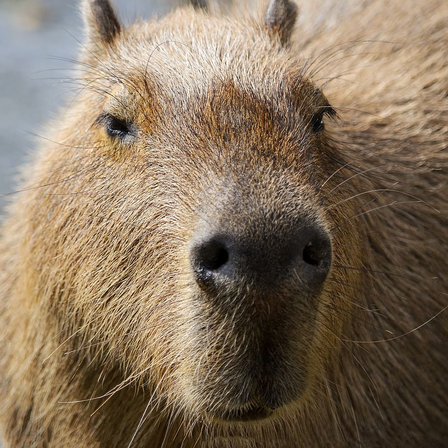 capybara, south america, portrait, guinea pig, rodent, water, webs, herbivores, close up, funny
