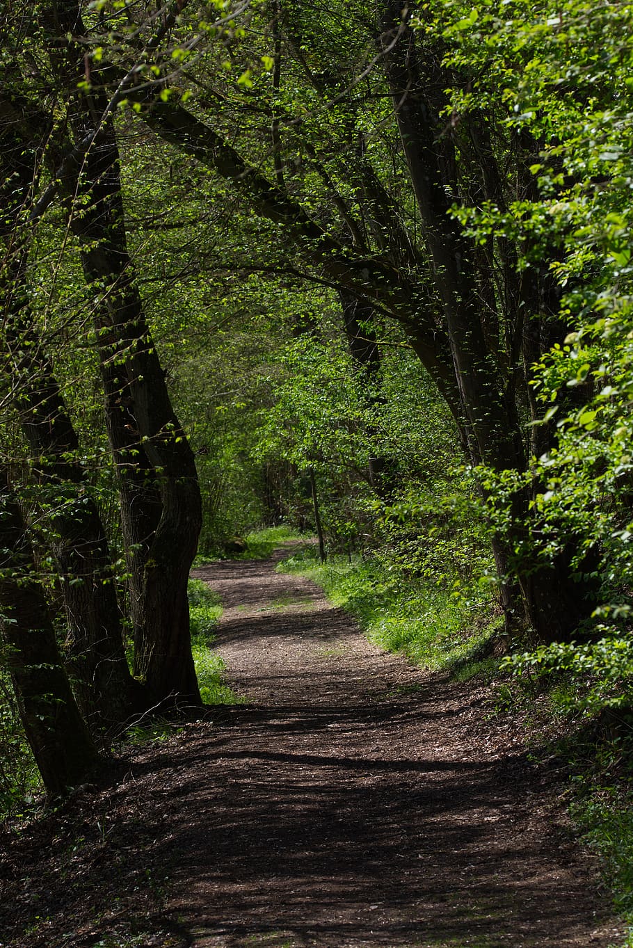 away, trees, nature, forest, path, landscape, avenue, trail, mood, forest path