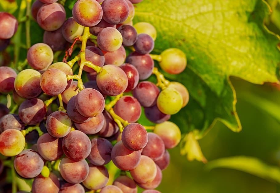 uvas, uva, videira, uvas vermelhas, viticultura, fruta, imaturo, comida, frutas, comida e bebida